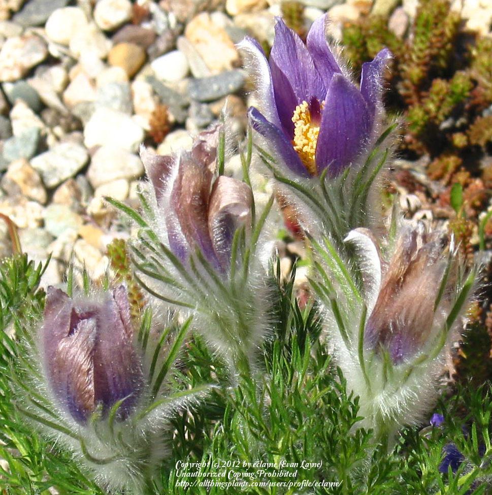 Photo of Pasque Flower (Pulsatilla grandis subsp. grandis) uploaded by eclayne