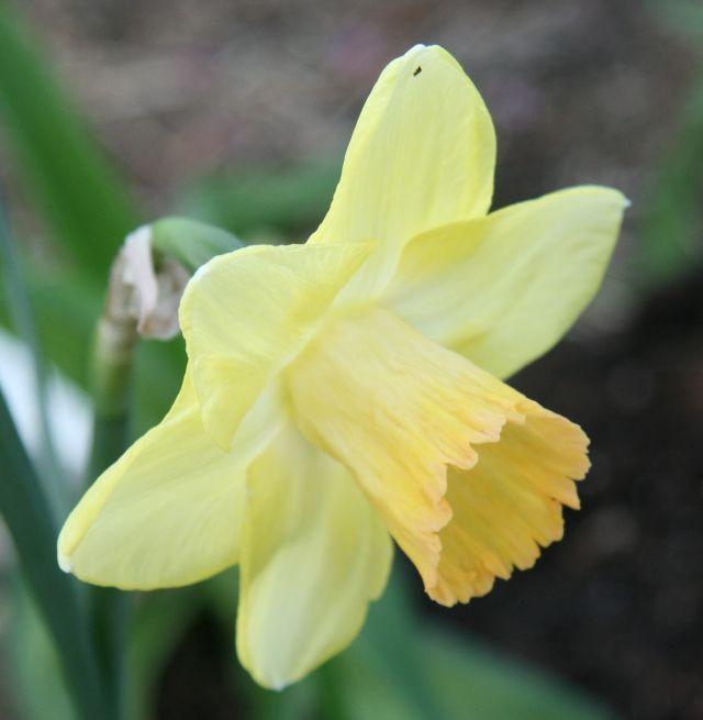 Photo of Trumpet Narcissus (Narcissus American Heritage) uploaded by gonegardening