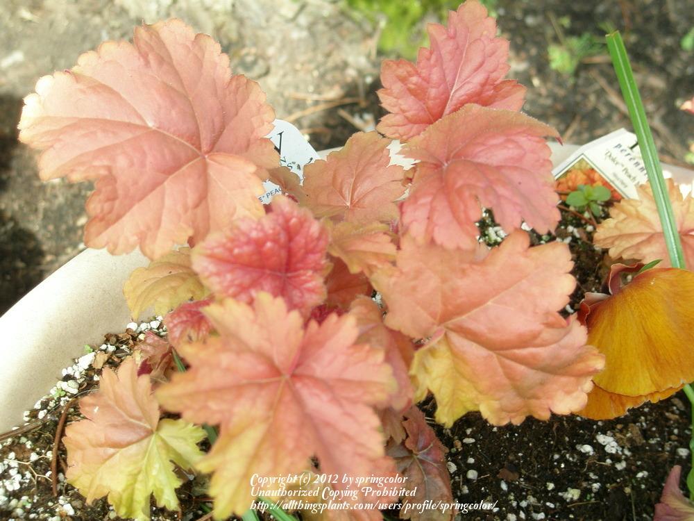 Photo of Coral Bells (Heuchera Dolce® Peach Melba) uploaded by springcolor