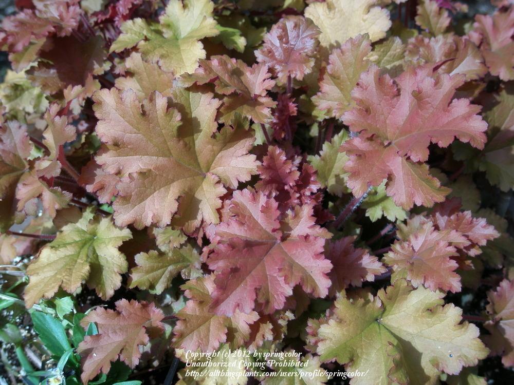 Photo of Coral Bells (Heuchera 'Marmalade') uploaded by springcolor