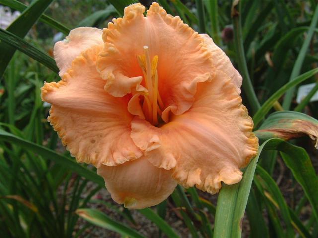 Photo of Daylily (Hemerocallis 'Totally Tropical') uploaded by vic