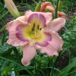 
Date: 2007-07-30
Photo Courtesy of Nova Scotia Daylilies Used with Permission