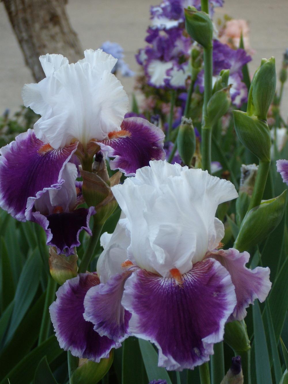 Photo of Tall Bearded Iris (Iris 'Gracious Curves') uploaded by Betja