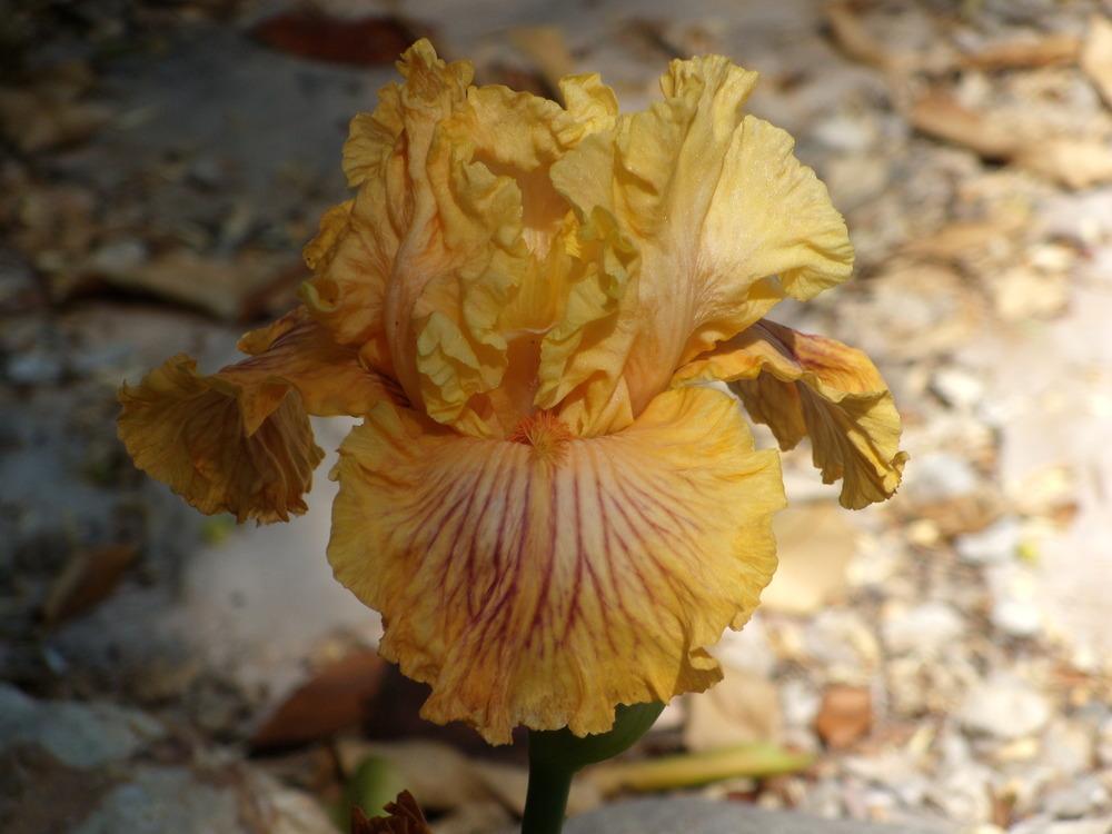 Photo of Tall Bearded Iris (Iris 'Sammie's Jammies') uploaded by Betja