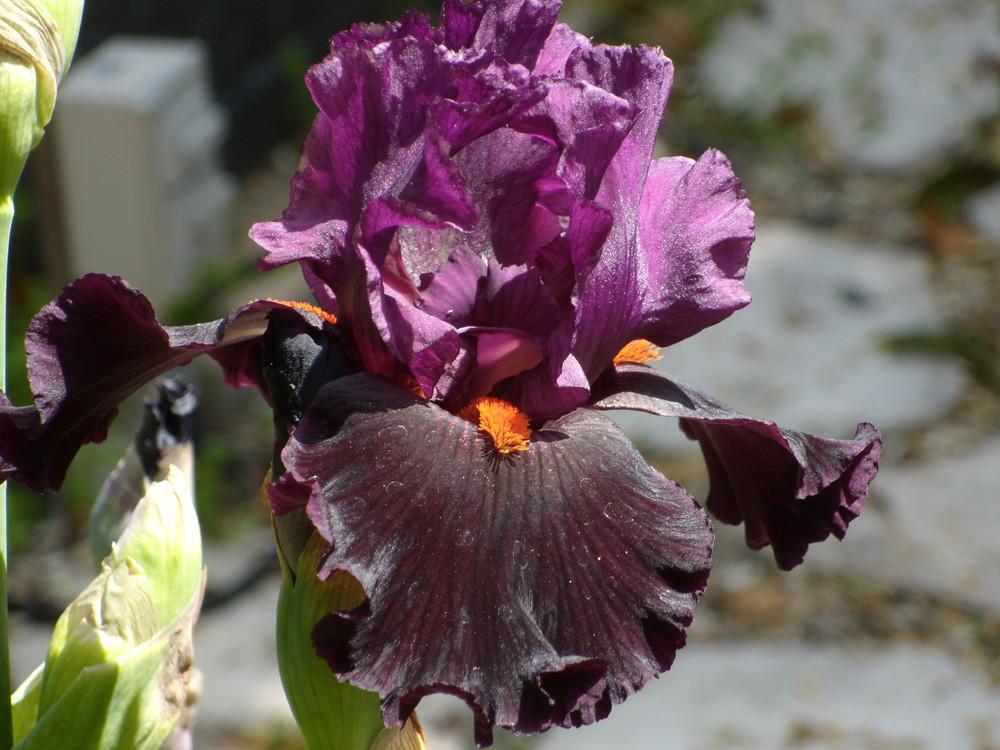 Photo of Tall Bearded Iris (Iris 'Black Magic Woman') uploaded by Betja