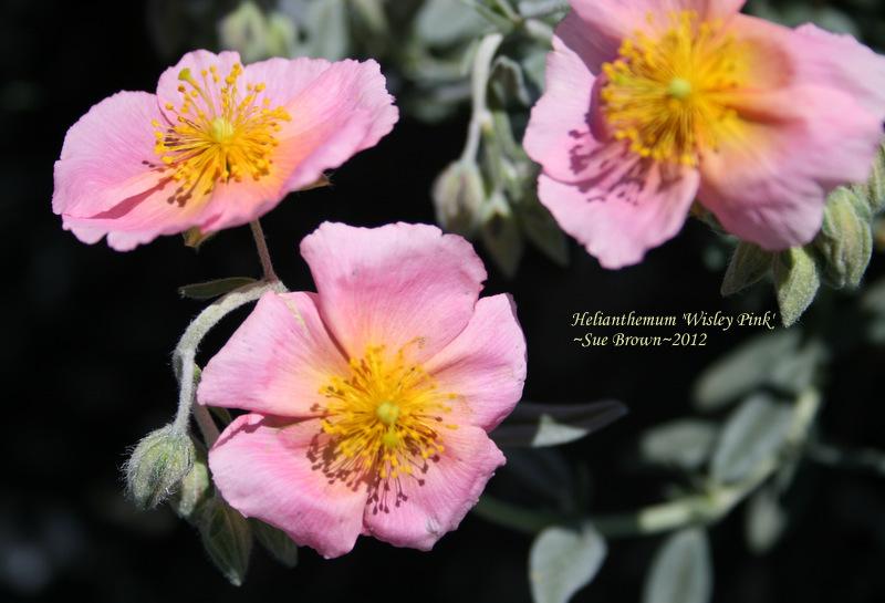 Photo of Rock Rose (Helianthemum nummularium 'Rhodanthe Carneum') uploaded by Calif_Sue