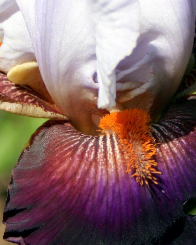 Photo of Tall Bearded Iris (Iris 'Connection') uploaded by Calif_Sue