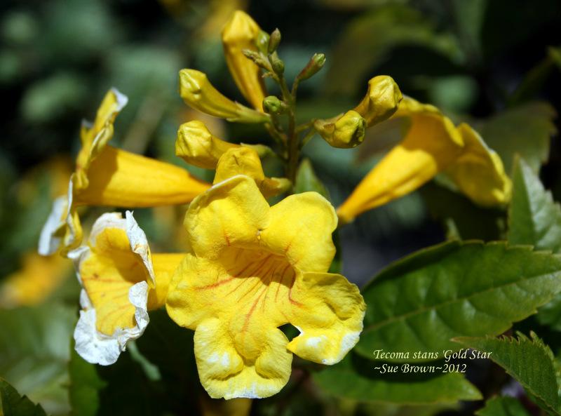 Photo of Yellow Bells (Tecoma stans Gold Star) uploaded by Calif_Sue