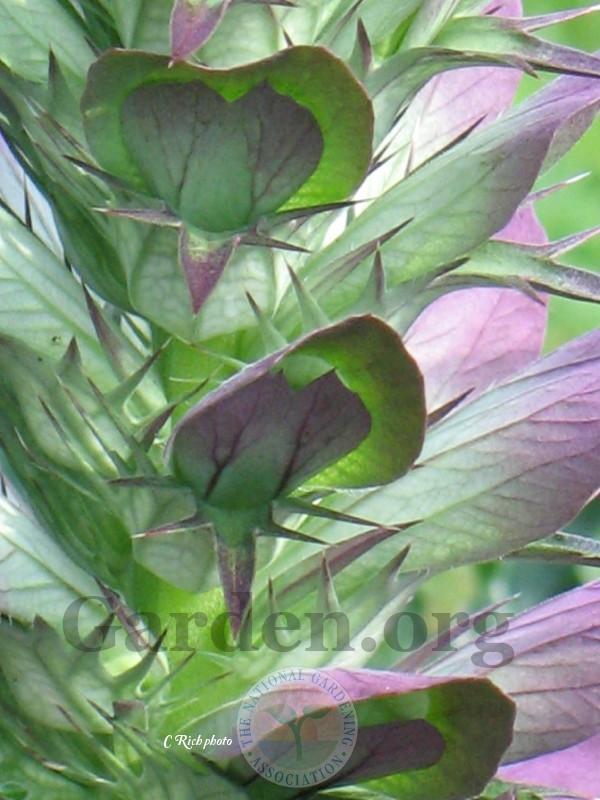 Photo of Bear's Breeches (Acanthus spinosus) uploaded by Char