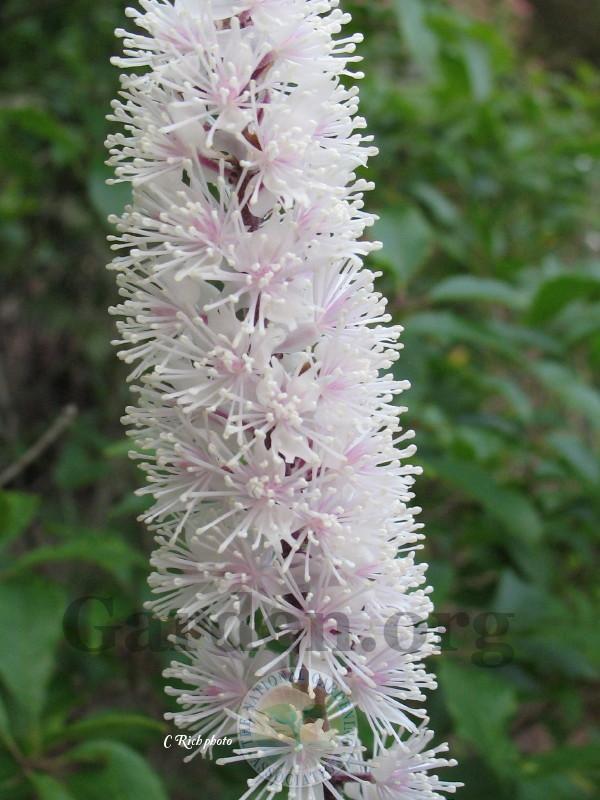 Photo of Bugbane (Actaea simplex 'Hillside Black Beauty') uploaded by Char