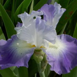 Location: Western Kentucky
Date: April 2012
Pictures don't do this Iris justice.