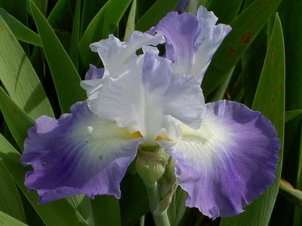 Photo of Tall Bearded Iris (Iris 'Clarence') uploaded by Muddymitts
