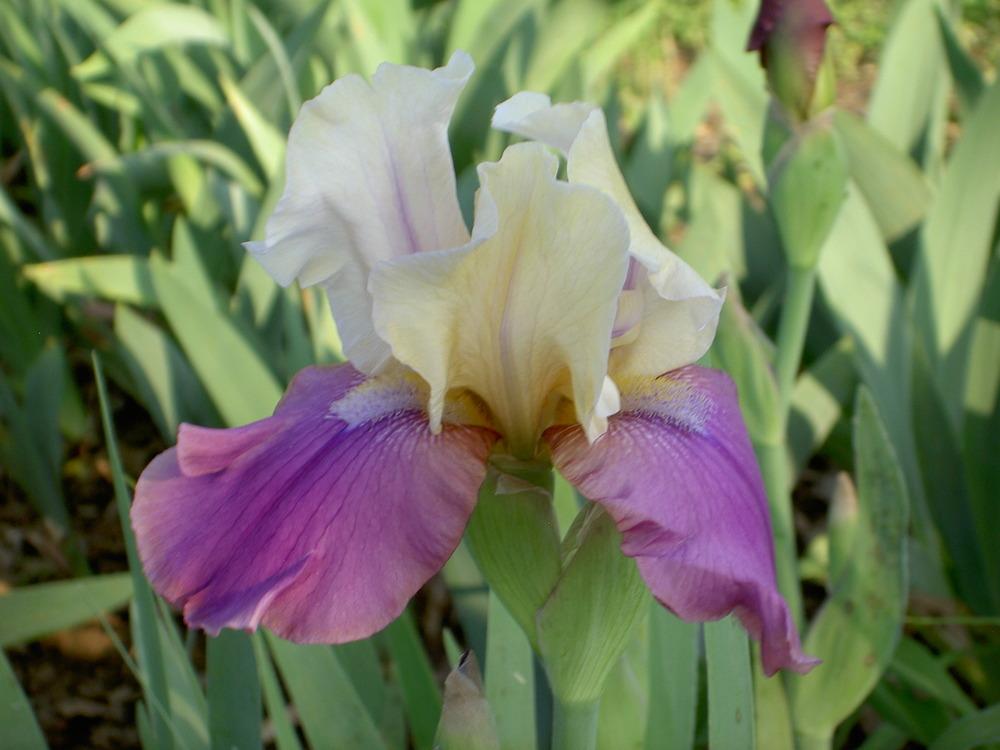 Photo of Tall Bearded Iris (Iris 'Jazz Festival') uploaded by Muddymitts
