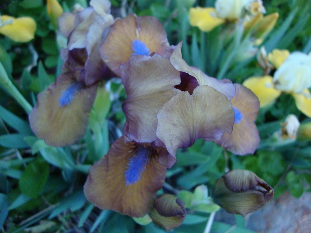 Photo of Standard Dwarf Bearded Iris (Iris 'Gingerbread Man') uploaded by Paul2032