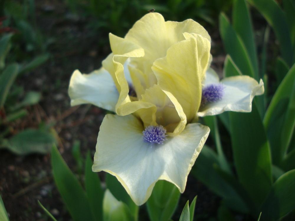 Photo of Standard Dwarf Bearded Iris (Iris 'Island Sun') uploaded by Paul2032