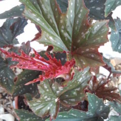 Location: My garden, Sarasota FL
Date: 2012-04-23
New leaves, very red