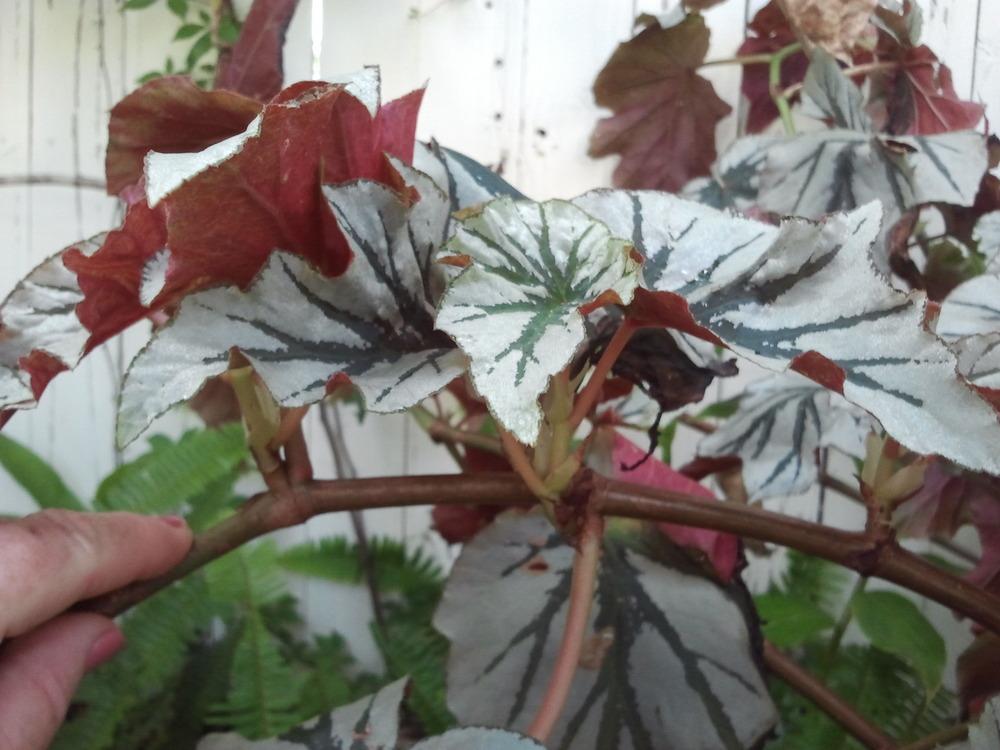 Photo of Cane Begonia (Begonia 'Looking Glass') uploaded by dyzzypyxxy