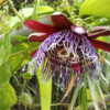 Giant granadilla flower, it is 3 times the size of regular passio