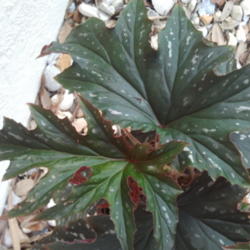 Location: My garden, Sarasota FL
Date: 2012-04-23
Dark, deeply cut with silver splashes