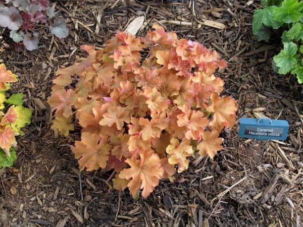 Photo of Coral Bells (Heuchera villosa 'Caramel') uploaded by goldfinch4