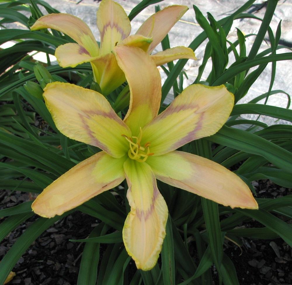 Photo of Daylily (Hemerocallis 'Country French') uploaded by tink3472