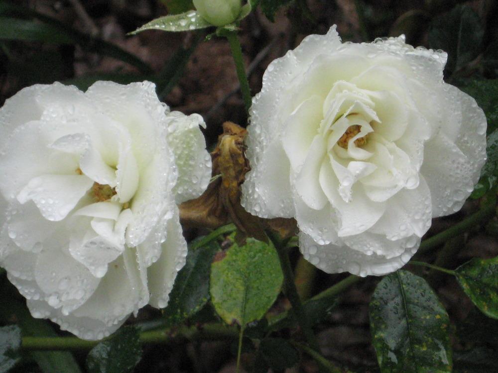 Photo of Rose (Rosa 'Iceberg') uploaded by wcgypsy