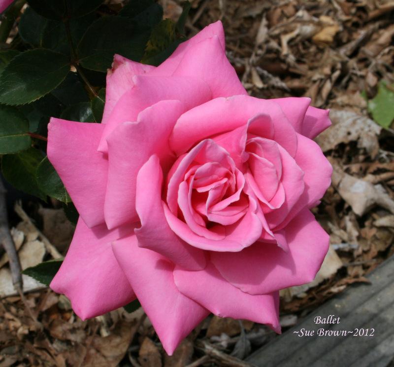 Photo of Rose (Rosa 'Ballet') uploaded by Calif_Sue