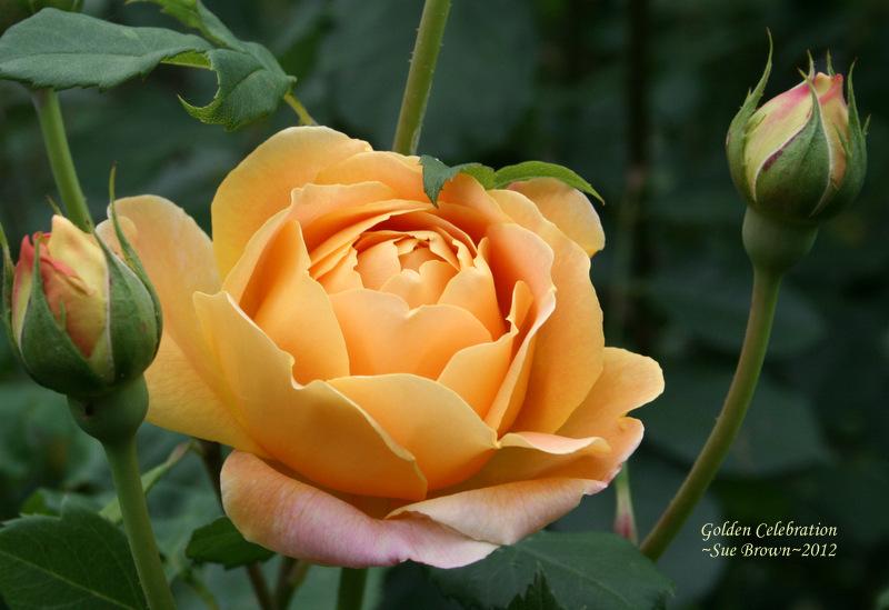 Photo of Rose (Rosa 'Golden Celebration') uploaded by Calif_Sue