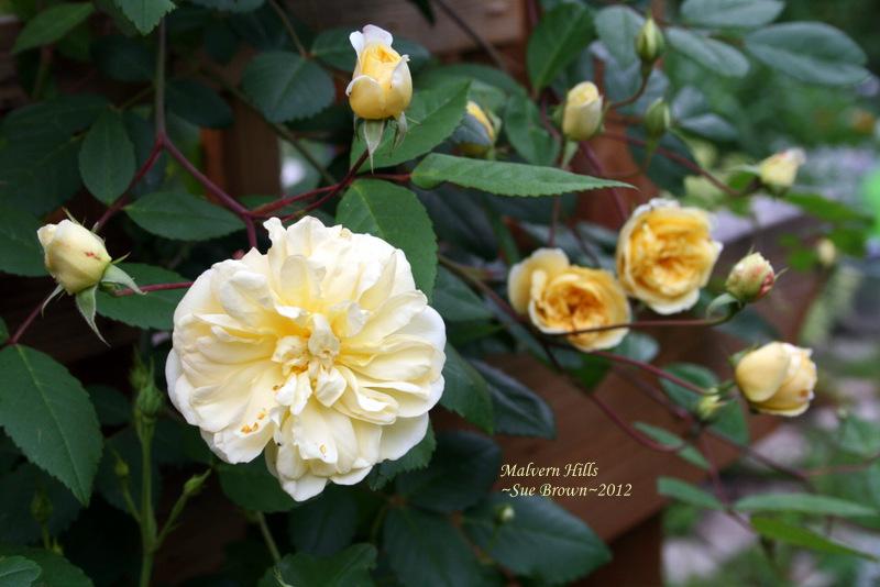 Photo of Rose (Rosa 'Malvern Hills') uploaded by Calif_Sue