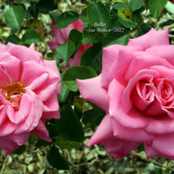 Location: San Jose Heritage Rose Garden
Date: 2012-04-23