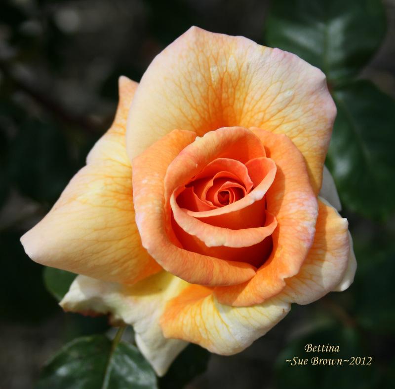 Photo of Rose (Rosa 'Bettina') uploaded by Calif_Sue