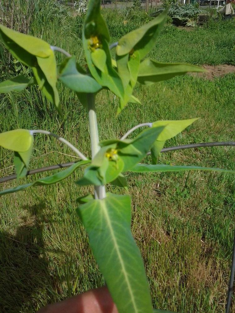 Photo of Gopher Spurge (Euphorbia lathyris) uploaded by Chickensonmars