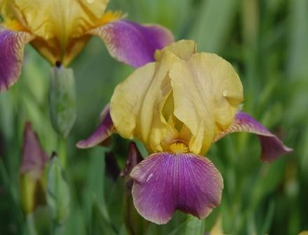 Photo of Miniature Tall Bearded Iris (Iris 'Aachen Elf') uploaded by Dayjillymo