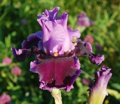 Photo of Tall Bearded Iris (Iris 'About Town') uploaded by Dayjillymo