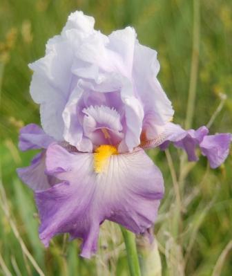 Photo of Irises (Iris) uploaded by Dayjillymo