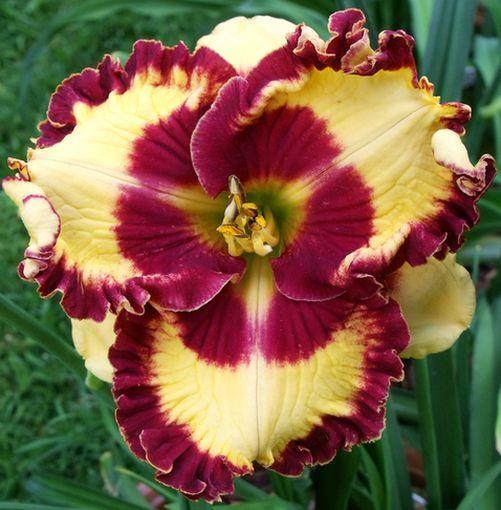 Photo of Daylily (Hemerocallis 'Can't Touch This') uploaded by Ladylovingdove
