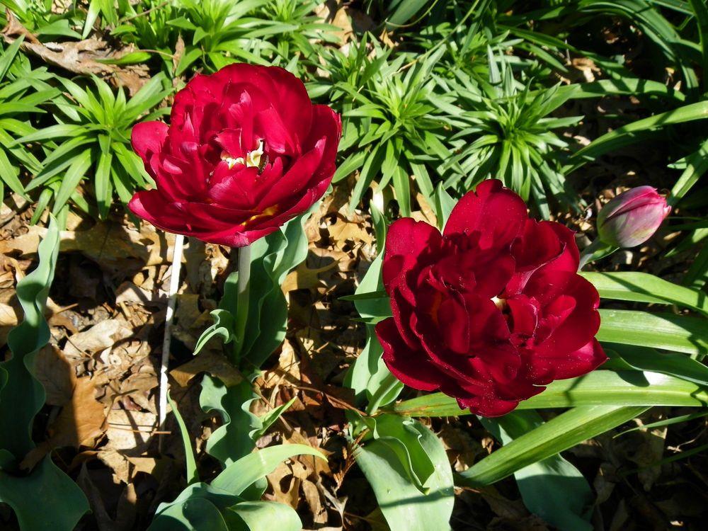 Photo of Double Late Tulip (Tulipa 'Uncle Tom') uploaded by Newyorkrita