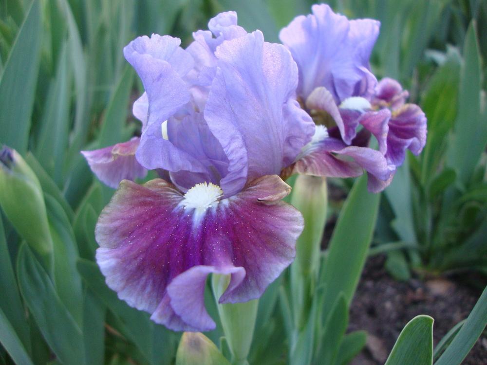 Photo of Standard Dwarf Bearded Iris (Iris 'Devoted') uploaded by Paul2032