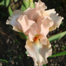 Location: In my garden...Pleasant Grove, Utah
Date: 2012-04-22
A prtety little iris...not flashy but nice