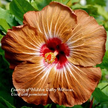 Photo of Tropical Hibiscus (Hibiscus rosa-sinensis 'Mother Nature') uploaded by SongofJoy
