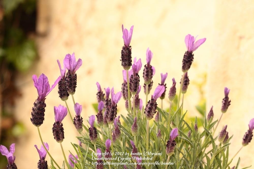 Photo of Spanish Lavender (US) (Lavandula stoechas 'Otto Quast') uploaded by bonitin