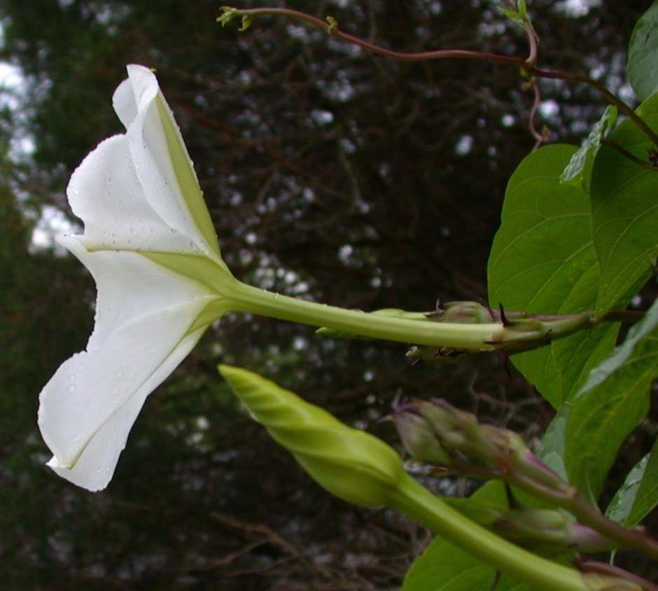 Photo of Moonflower (Ipomoea alba) uploaded by dave