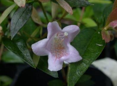 Photo of Glossy Abelia (Linnaea 'Edward Goucher') uploaded by dave