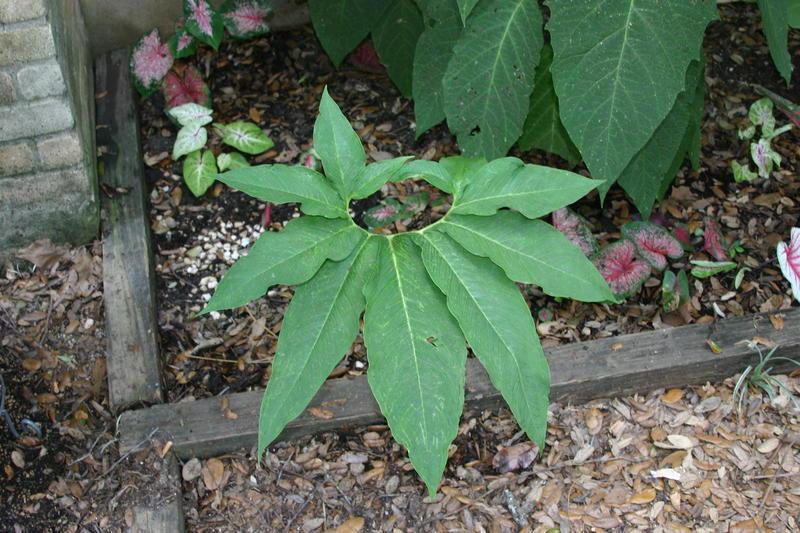 Photo of Voodoo Lily (Sauromatum venosum) uploaded by dave