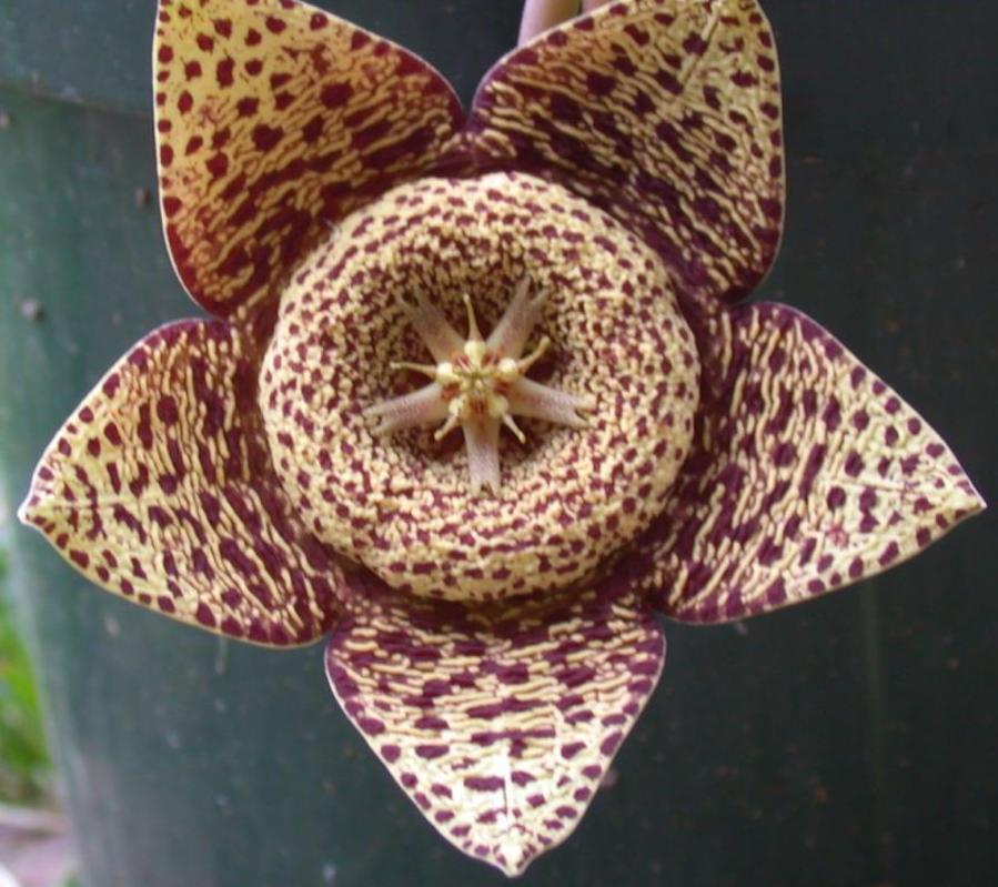 Photo of Starfish Cactus (Ceropegia mixta) uploaded by dave
