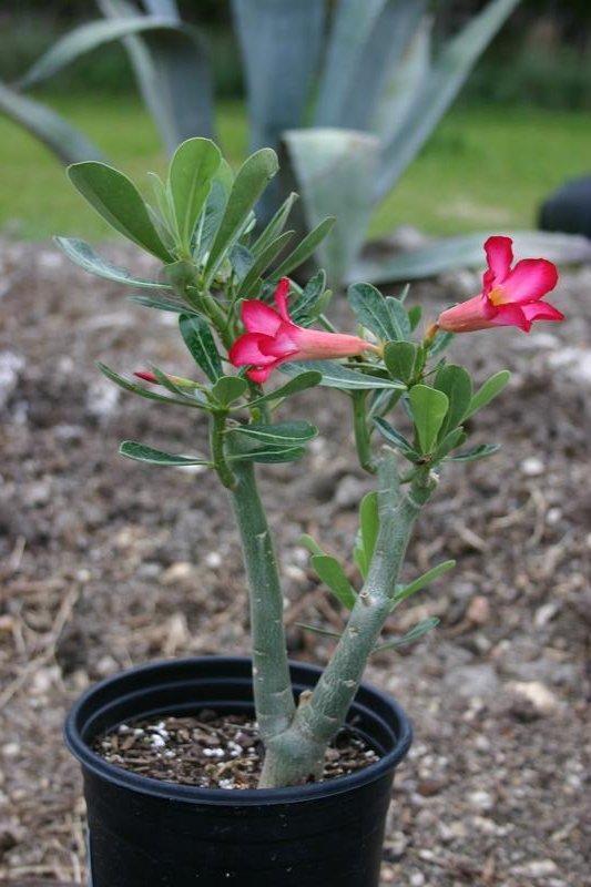 Photo of Desert Rose (Adenium obesum) uploaded by dave
