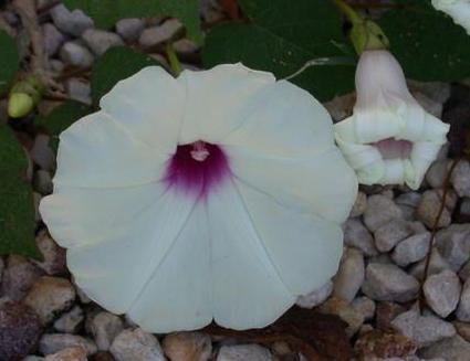 Photo of Man of the earth (Ipomoea pandurata) uploaded by dave