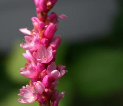 Photo of Kiss Me over the Garden Gate (Persicaria orientalis) uploaded by dave