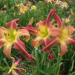 
Date: 2006-07-27
Photo Courtesy of Nova Scotia Daylilies Used with Permission