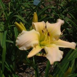 
Date: 2010-07-07
Photo Courtesy of Nova Scotia Daylilies Used with Permission